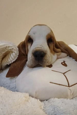 Eladó Basset Hound kiskutya 
