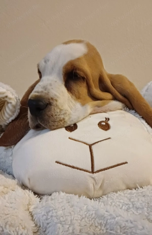 Eladó Basset Hound kiskutya  - kép 2