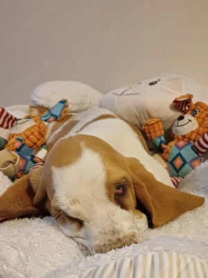 Eladó Basset Hound kiskutya  - kép 4