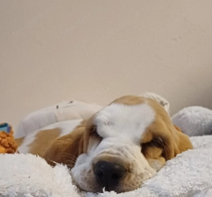 Eladó Basset Hound kiskutya  - kép 3