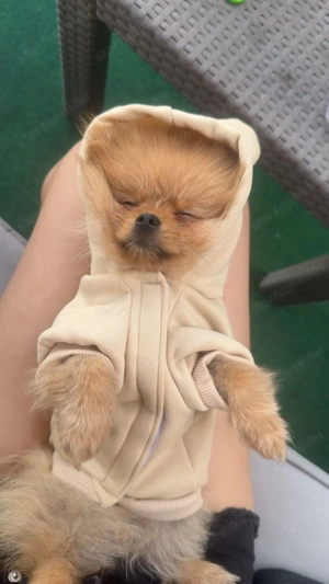 Eladó Pomerania (törpespicc) kiskutya   5 hónapos, fajtatiszta - kép 2