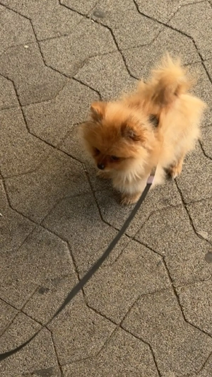 Eladó Pomerania (törpespicc) kiskutya   5 hónapos, fajtatiszta - kép 3