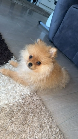 Eladó Pomerania (törpespicc) kiskutya   5 hónapos, fajtatiszta - kép 6