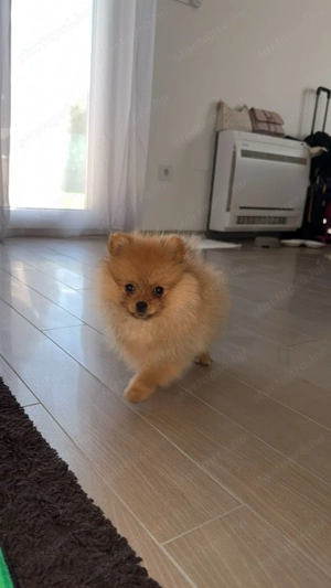 Eladó Pomerania (törpespicc) kiskutya   5 hónapos, fajtatiszta - kép 4