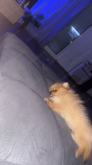 Eladó Pomerania (törpespicc) kiskutya   5 hónapos, fajtatiszta - kép 5