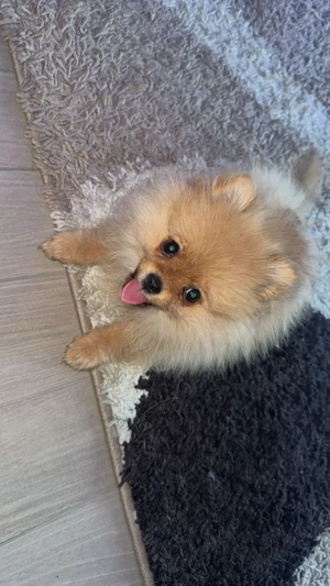 Eladó Pomerania (törpespicc) kiskutya   5 hónapos, fajtatiszta - kép 8