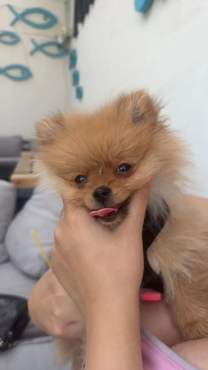 Eladó Pomerania (törpespicc) kiskutya   5 hónapos, fajtatiszta - kép 7