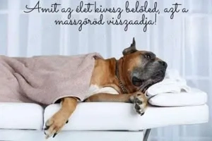 Svéd frissítő masszázs terapeuta Pécs  - kép 10