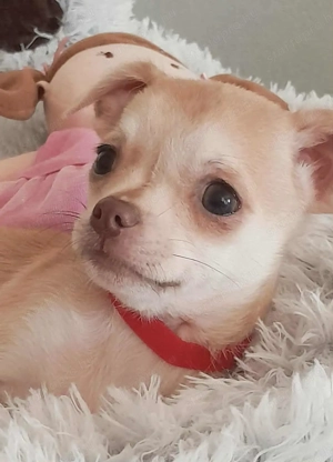 Csivava játékos kislányok