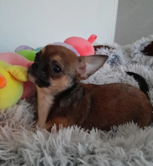 Csivava játékos fiucska