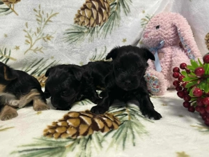 Yorki kiskutyák foglalhatók