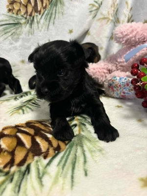 Yorki kiskutyák foglalhatók - kép 2