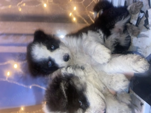 Border collie kiskutyák