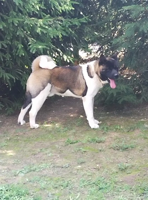 Amerikai akita kan  - kép 3