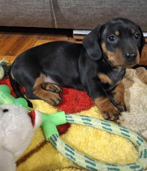 Törpe Tacskó kan Szobatiszta eladó