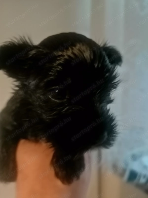 Biewer szines yorki - kép 2