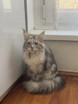 Maine coon cica