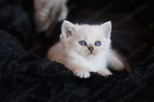 eladó brit rövidszőrű kis cicák törzskönyvezettek  - kép 9