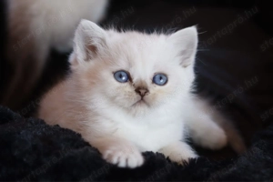 eladó brit rövidszőrű kis cicák törzskönyvezettek  - kép 6