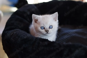 eladó brit rövidszőrű kis cicák törzskönyvezettek  - kép 4