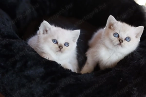 eladó brit rövidszőrű kis cicák törzskönyvezettek  - kép 3