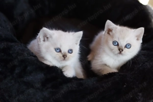 eladó brit rövidszőrű kis cicák törzskönyvezettek  - kép 5