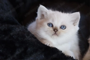 eladó brit rövidszőrű kis cicák törzskönyvezettek  - kép 2