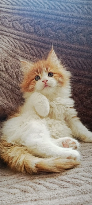 Maine coon kislány - kép 1