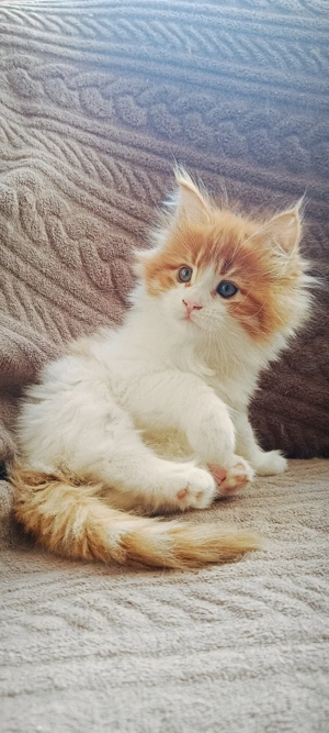 Maine coon kislány - kép 2