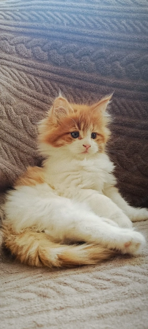 Maine coon kislány - kép 3