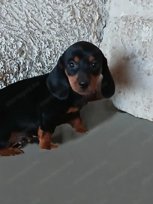 Törpe tacskó babák - kép 1