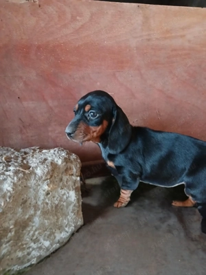 Törpe tacskó babák - kép 2