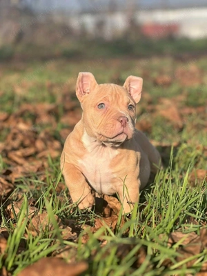 American bully kiskutya 