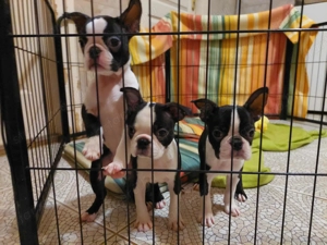 Törzskönyves boston terrier lányok-fiúk
