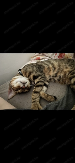 Fél bengáli cica ingyen