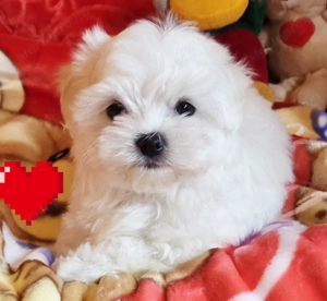 Törzskönyves szülőktől gyönyörűszép minőségi kis méretű Bichon Havanese kiskutyák eladók  - kép 2
