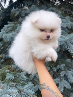 Pomerániai törpe spitz