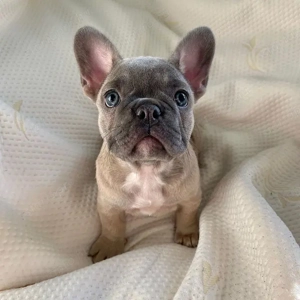 Francia bulldog kölykök  - kép 2