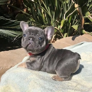 Francia bulldog kölykök  - kép 4