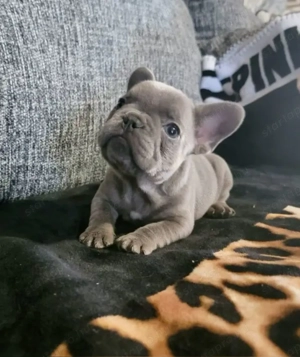 Francia bulldog kölykök  - kép 5