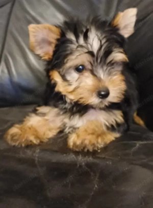 yorkshire terrier (yorki) kisfiúk eladóak - kép 5