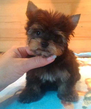 yorkshire terrier (yorki) kisfiúk eladóak - kép 4
