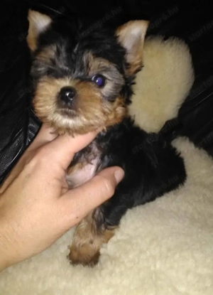 yorkshire terrier (yorki) kisfiúk eladóak - kép 2