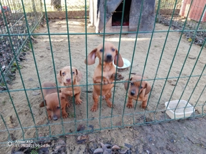 Tacsi fiúk 9 hetesen eladók - kép 2