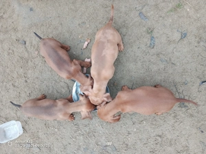 Tacsi fiúk 9 hetesen eladók - kép 3