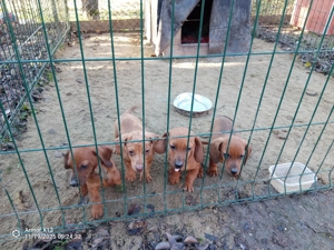 Tacsi fiúk 9 hetesen eladók - kép 4