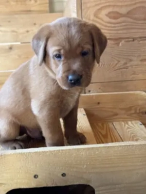 Labrador kölykök kutyusok