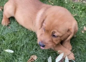 Labrador kölykök kutyusok - kép 3