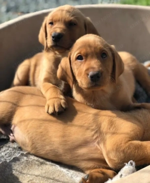 Labrador kölykök kutyusok - kép 2