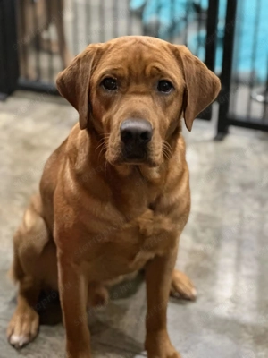 Labrador kölykök kutyusok - kép 4